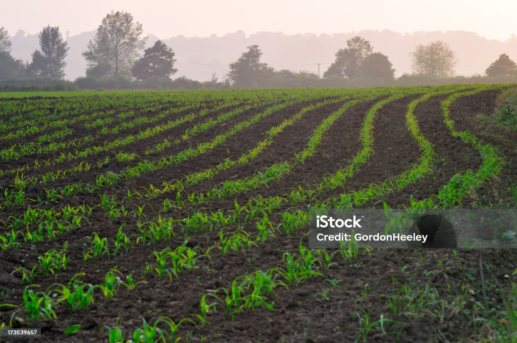 Crop Field - Lizenzfrei Agrarbetrieb Stock-Foto