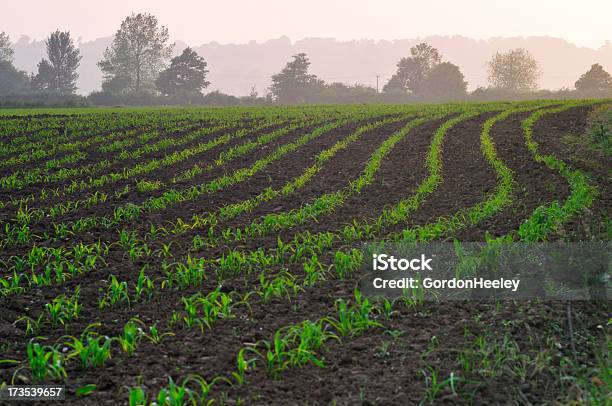 Foto de Recorte De Campo e mais fotos de stock de Agricultura - Agricultura, Campo, Cena Rural