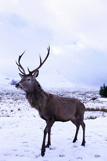 istock Deer in the Highlands 173539884