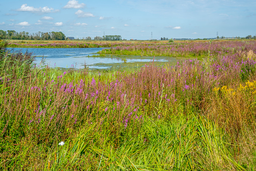 Landscape with wetlands in the Netherlands