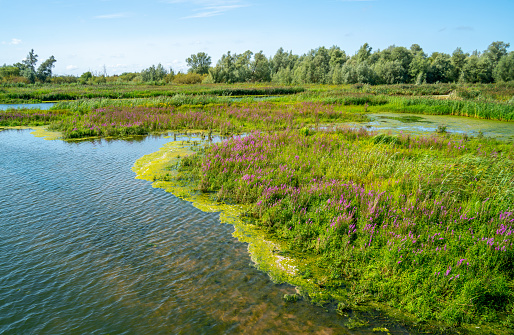 Landscape with wetlands in the Netherlands