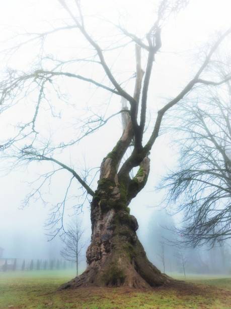 Classic Rounded Tree 426,900+ Gnarled Trees Stock Photos, Pictures & Royalty-Free Images ...