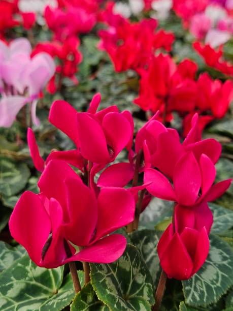 istock Close-up Of Deep Pink Cyclamen Flowers 1735401738