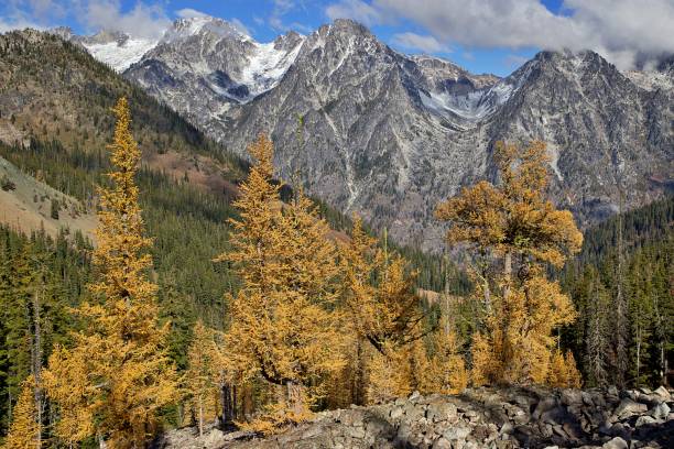 istock Larch Trees in the Teanaway 1735401775