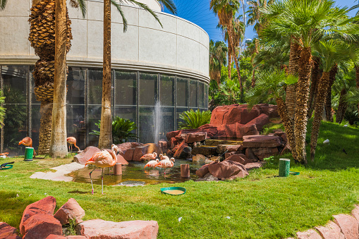 Las Vegas. USA. 10.16.2023.  Beautiful view of park with pink flamingos on backdrop of pond with fountain. Las Vegas. USA.