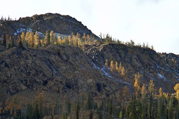 istock Larch Trees in the Teanaway 1735402271