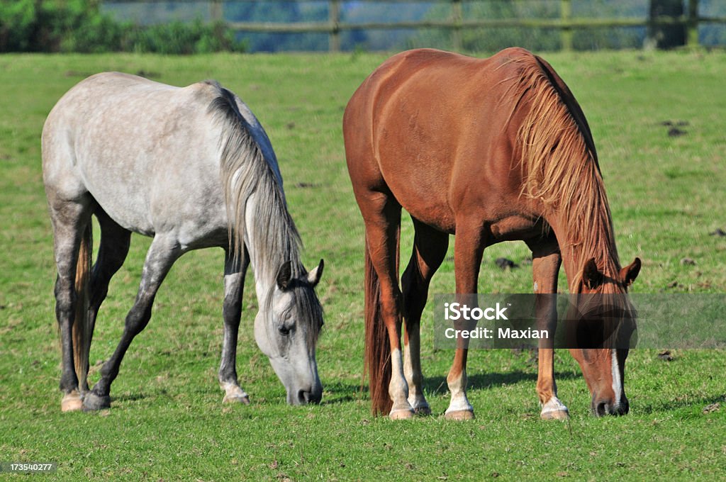 Deux chevaux - Photo de Brouter libre de droits