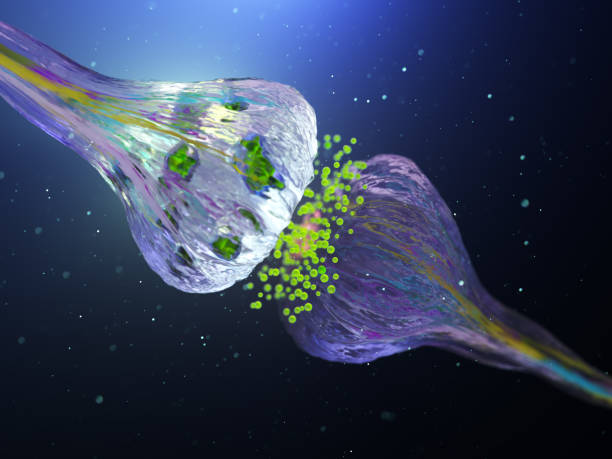istock Visualization of Neurons firing neurotransmitters in the synaptic gap. 1735402885