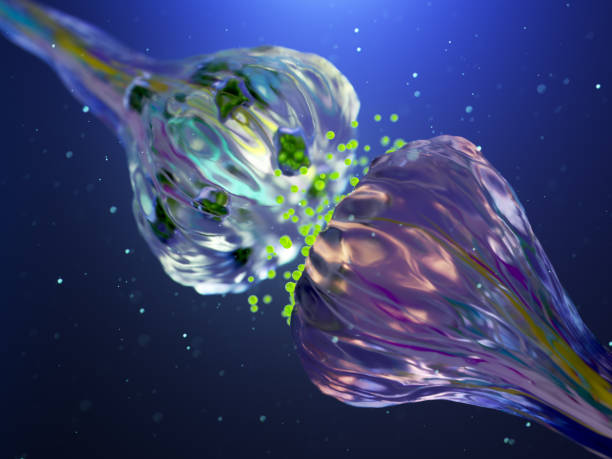istock Visualization of Neurons firing neurotransmitters in the synaptic gap. 1735402887