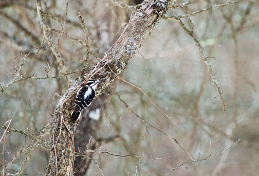 A male Downy Woodpecker, Dryobates pubescens, in thick forest habitat.
