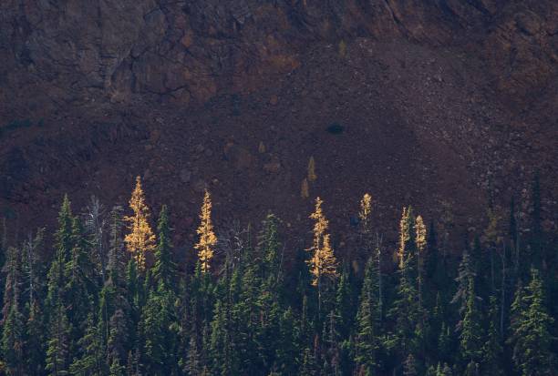 istock Larch Trees in the Teanaway 1735402947