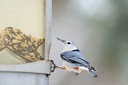 A White-Breasted Nuthatch, Sitta carolinensis, perched on a birdfeeder during a snowfall.