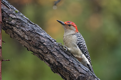 A Red-Bellied Woodpecker, Melanerpes carolinus, on a tree branch in the forest.  The bird is wet from a recent rain shower.