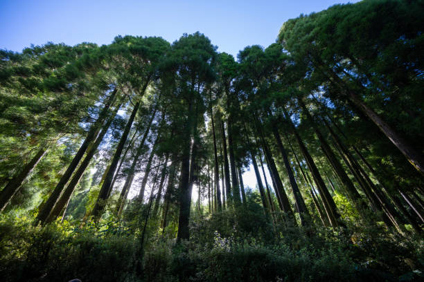 istock Lush forest of Sao Miguel with trees reaching high 1735403139