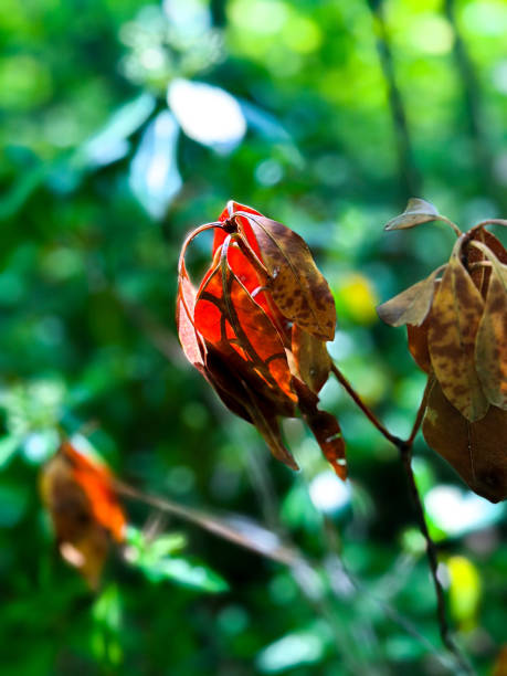 istock Sunlight Hitting a Leaf in the Delaware Water Gap 1735403293