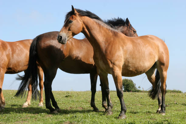 istock horses nose to tail 173540336