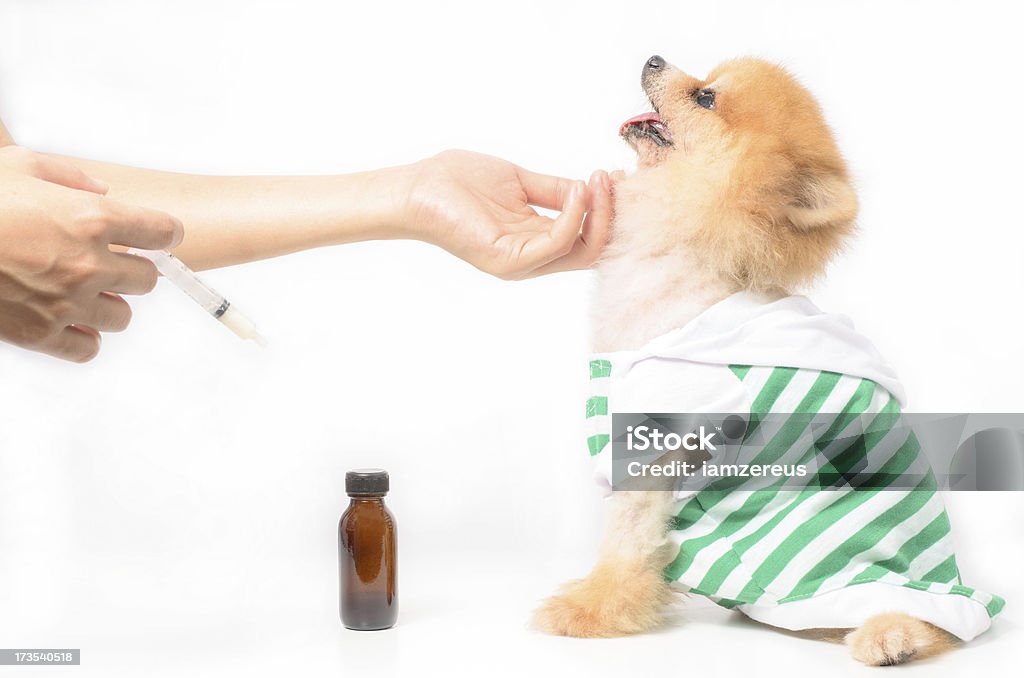 Perro esperando fármaco - Foto de stock de Amistad libre de derechos