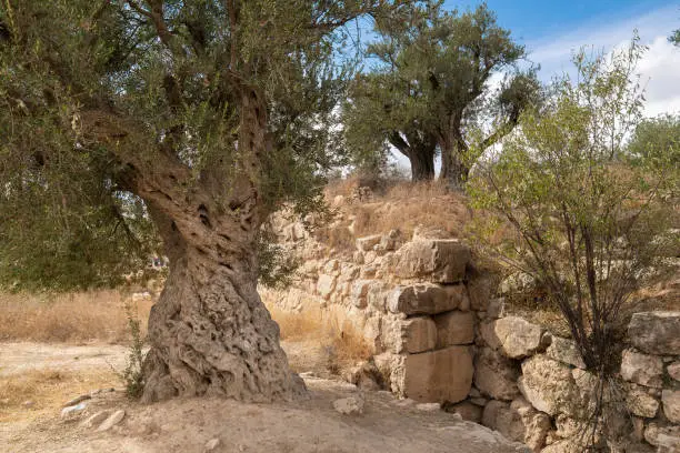 Palestinian Landscape with old olive trees and ancient ruins of a fortress wall