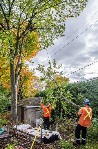 Remove A Tree Branch Man Removing Tree Branches Stock Photo - Download Image Now - Pruning ...