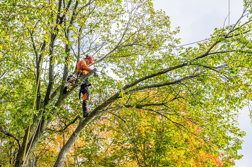 Man standing high in tree  for trimming branches in Quebec city during day of autumn.