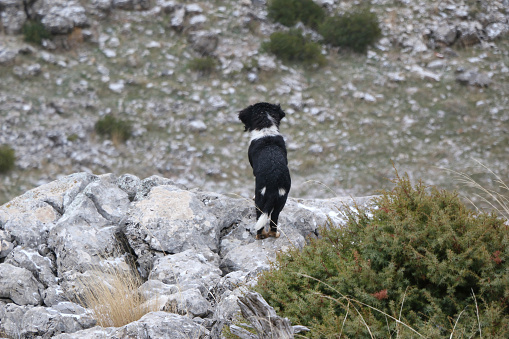 A beautiful dog stands
 on a rock and looks ahead.
