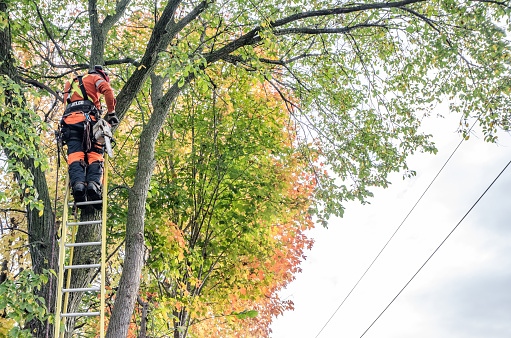 A man is on top of a ladder in preparation to trimming a tree by cutting branches in Quebec city during day of autumn.