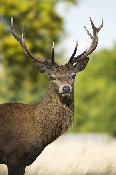 istock Red deer stag with large antlers 173540726