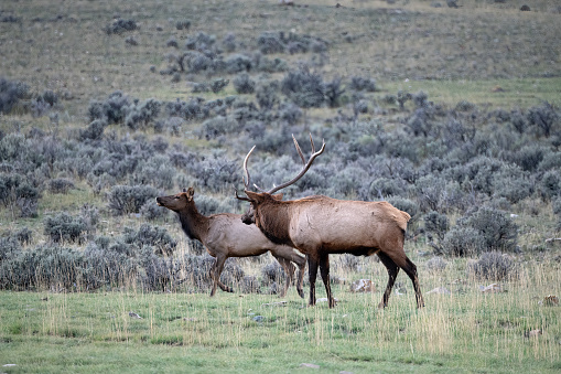 A large bull elk in autumn during the fall rut