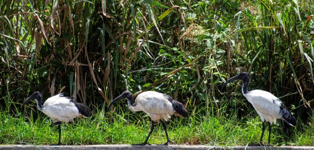 African ibis birds in a row