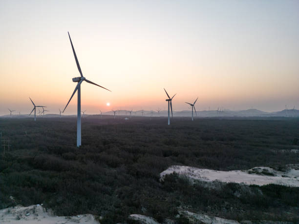 istock Wind farm in casuarina shelterforest 1735407736