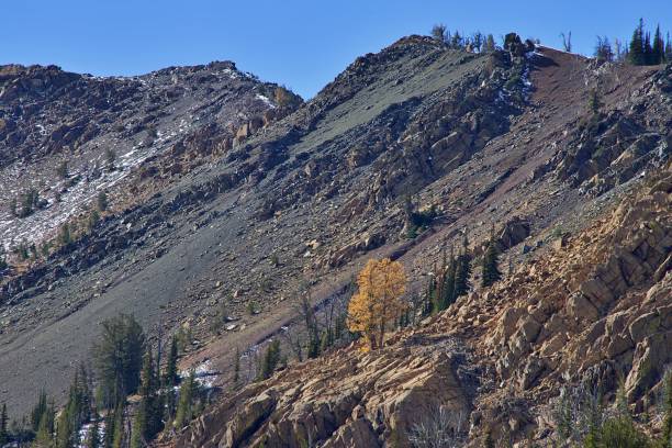 istock Larch Trees in the Teanaway 1735407743