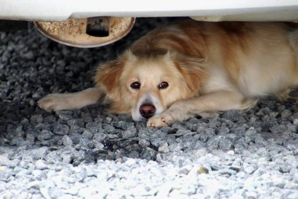 istock dog - canis lupus familiaris 1735408068