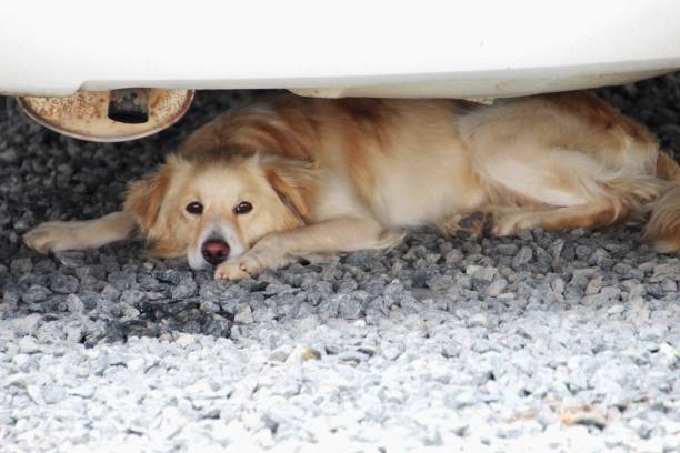 istock dog - canis lupus familiaris 1735408181