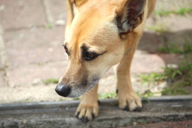 istock dog - canis lupus familiaris 1735408338