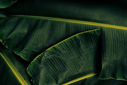 detail of green banana leaf, dark color toned