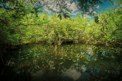 Light Breaks Through Small Open Cove In The Everglades National Park