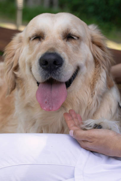istock Golden Retriver with His Owner 1735409588