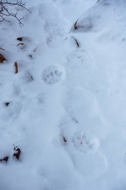 istock Mountain Lion Prints In Fresh Morning Snow Along Boucher Trail 1735410131