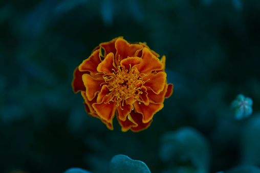 Orange marigold flower in the garden in the morning sunlight with copy space.