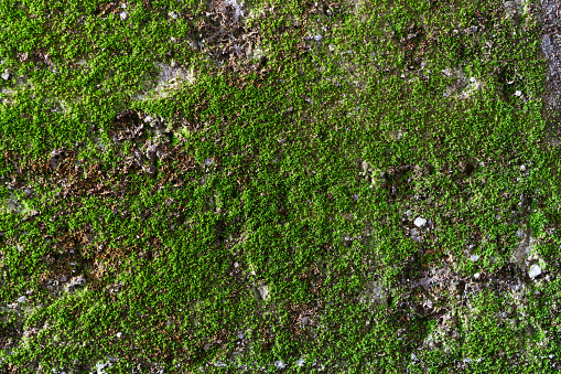 A close-up of green moss covering a granite stone