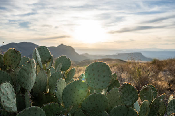 istock Prickly Pear Cactus Bunch Looks Out Toward The Chisos Mountains 1735410656