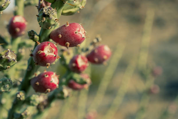 Red Fruit of Christmas Cholla Cactus In Big Bend National Park