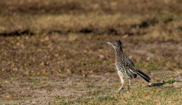 istock Roadrunner Looks Curiously Around Big Bend Campground 1735410720