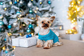 Yorkshire terrier in blue sweater near Christmas tree.