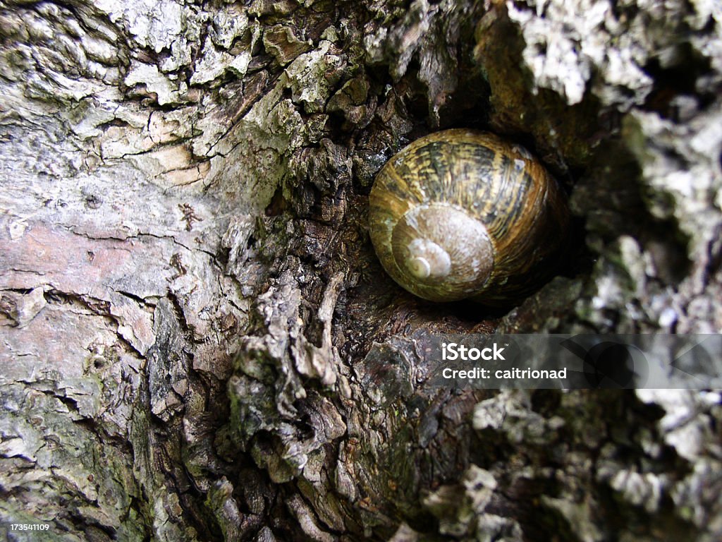 secret Caracol - Royalty-free Caracol - Gastrópode Foto de stock