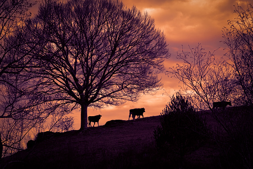Silhouette of cows returning to barn during a golden sunset