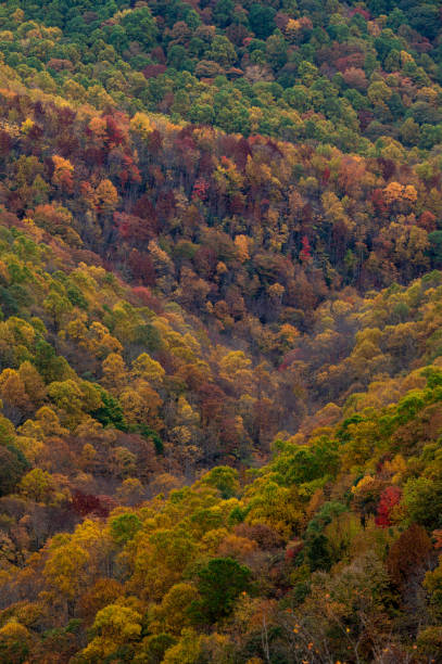 Trees Fade from Green to Brown in Autumn Trees Fade from Green to Brown in Autumn Along a Blue Ridge Mountain Slope fade in stock pictures, royalty-free photos & images