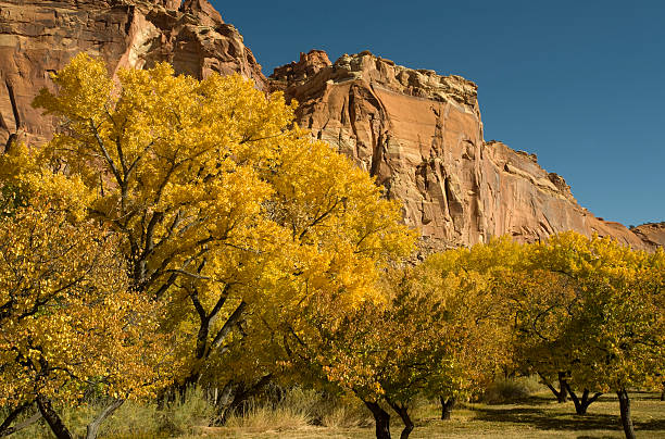 istock Cottonwoods, Orchard, and Mesa, Capitol Reef NP. 173541181
