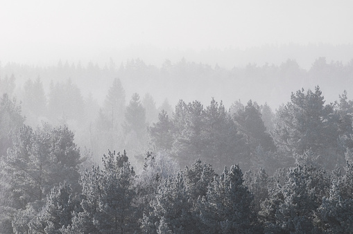 Tranquil winter forest enveloped in misty haze, serene and untouched.