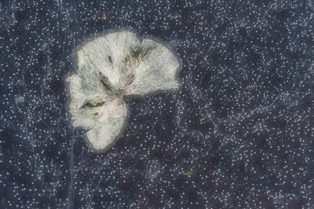 Water lily leaf frozen in ice